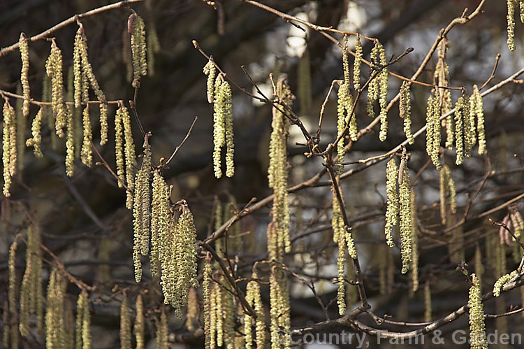 The catkins of Corylus avellana 'Butler', a cultivar of the Hazel, Hazelnut or Cob. Nut, a deciduous shrub or small tree to over 6m tall. The hazel is native to Europe and produces its catkins in late winter to early spring, with the fruit maturing from late summer 'Butler' is sometimes listed as a Corylus maxima cultivar. corylus-2427htm'>Corylus. <a href='betulaceae-plant-family-photoshtml'>Betulaceae</a>.