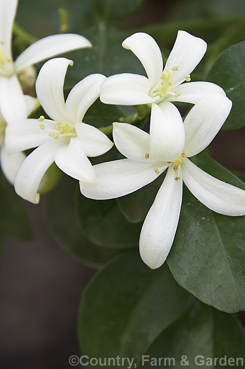 Orange Jessamine, Satinwood or Chinese Box (<i>Murraya paniculata</i>), an East Asian evergreen shrub or small tree with clusters of small fragrant white flowers followed by orange-red berries. As the general appearance suggests it is part of the citrus family (<i>Rutaceae</i>). murraya-3162htm'>Murraya.