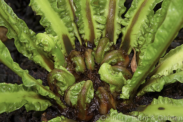 The centre of the crown of Asplenium nidus 'Osaka', a narrow-fronded cultivar of the Bird's Nest. Fern, a species found throughout the Old. World tropics. The undivided leathery fronds are up to 1m long. asplenium-2279htm'>Asplenium. <a href='aspleniaceae-plant-family-photoshtml'>Aspleniaceae</a>.