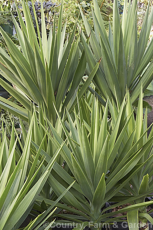 Spineless. Yucca or Giant Yucca (<i>Yucca gigantea [syns. Yucca guatemalensis, Yucca elephantipes]), a spear-leafed, tree-like, woody-stemmed, perennial found in southern Mexico and Central America. It grows to around 9m tall and has white to cream, bell-shaped flowers in summer.