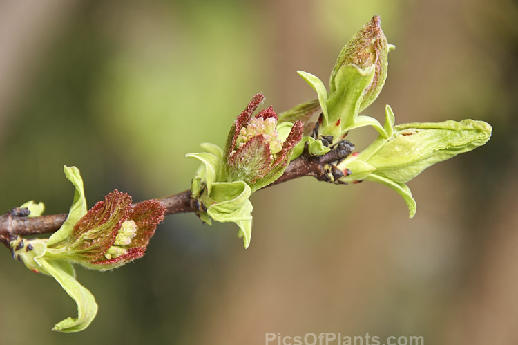 The young spring foliage and flower buds of the Tatarian Maple (<i>Acer tataricum</i>), a tree found over much of the temperate area of the northern hemisphere except western Europe. It is one of the first maples to come into leaf, usually in late winter. Order Sapindales, Family: Sapindaceae