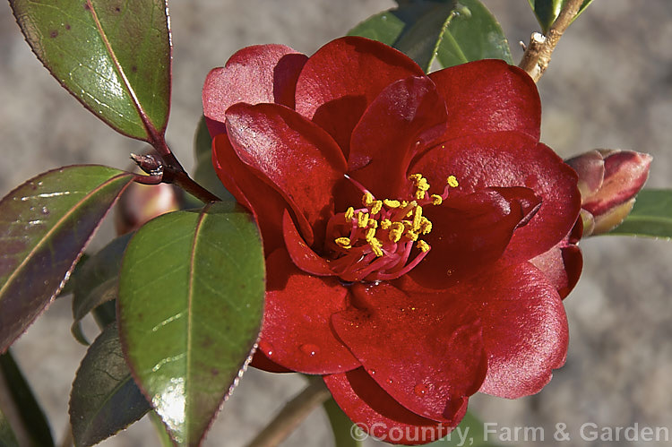 <i>Camellia</i> 'Night Rider' ('Rudy Bells' x 'Kuro Tsubaki'), a small semi-double. <i>Camellia japonica</i> cultivar hybrid bred by Os Blumhardt of New Zealand and introduced in 1985. Order: Ericales, Family: Theaceae