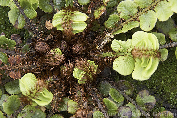 Kiwakiwa (<i>Blechnum fluviatile</i>), a spreading, rhizomatous fern with narrow fronds and distinctive wiry, dark brown fertile fronds. It may develop a short trunk with great age. Native to New Zealand and southeastern Australia, including Tasmania