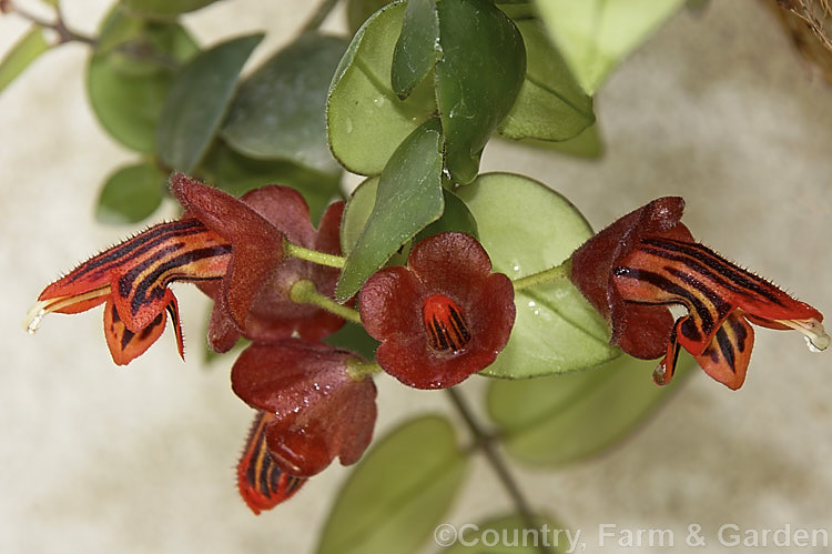 <i>Aeschynanthus tricolor</i>, a sprawling evergreen subshrub native to Borneo. Its stems may be climbing or pendent and in cultivation it is usually treated as a hanging basket plant. The attractively marked clusters of dark red flowers appear through much of the year. Order: Lamiales, Family: Gesneriaceae