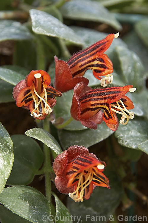 <i>Aeschynanthus tricolor</i>, a sprawling evergreen subshrub native to Borneo. Its stems may be climbing or pendent and in cultivation it is usually treated as a hanging basket plant. The attractively marked clusters of dark red flowers appear through much of the year. Order: Lamiales, Family: Gesneriaceae