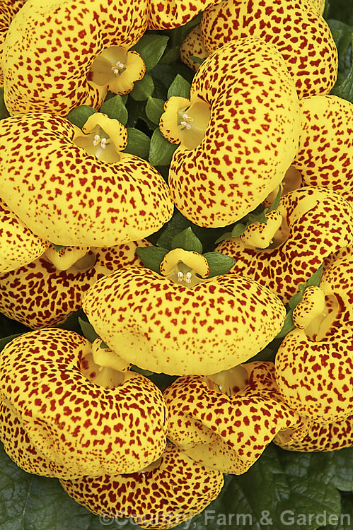 One of the many colour forms of the Herbeohybrida Calceolaria. These hybrids (<i>Calceolaria crenatiflora x [Calceolaria corymbosa x Calceolaria cana]) are usually used as winter greenhouse plants or summer bedders.