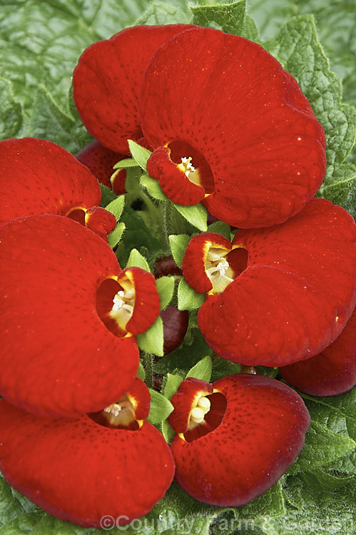 One of the many colour forms of the Herbeohybrida Calceolaria. These hybrids (<i>Calceolaria crenatiflora x [Calceolaria corymbosa x Calceolaria cana]) are usually used as winter greenhouse plants or summer bedders.