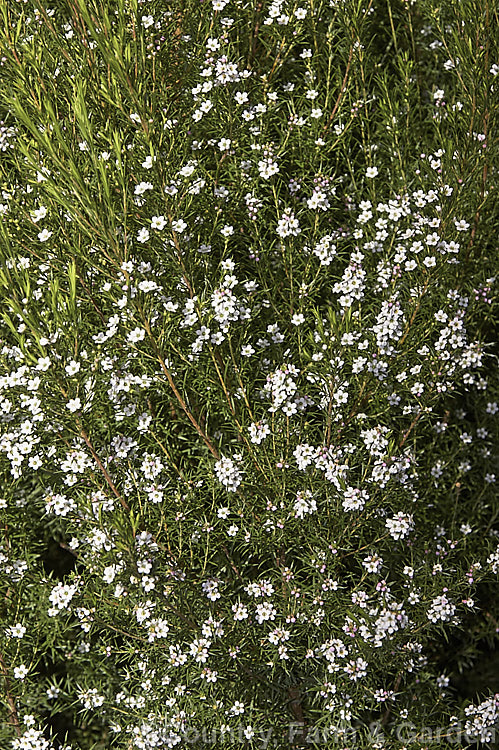 Breath of Heaven or Buchu (<i>Diosma ericoides</i>), a 1-1.5m high evergreen shrub native to South Africa. The spring- to early summer borne flowers are tiny but very fragrant. It is very like Coleonema pulchrum and is often confused with it. Order: Sapindales, Family: Rutaceae