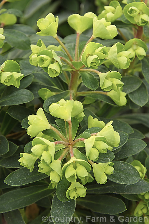 Euphorbia characias (syn. Euphorbia wulfenii, Euphorbia veneta</i>) 'Kea', a compact cultivar of a woody sub-shrub from the western Mediterranean that often self-sows and naturalises in suitable climates. It flowers mainly in spring and the young foliage is often red-tinted