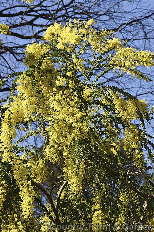 Oven's Wattle or Alpine Wattle (<i>Acacia pravissima</i>), an evergreen, late winter- to spring-flowering, large shrub or small tree from south-eastern Australia. The sharply angled phyllodes are quite distinctive. Order: Fabales, Family: Fabaceae