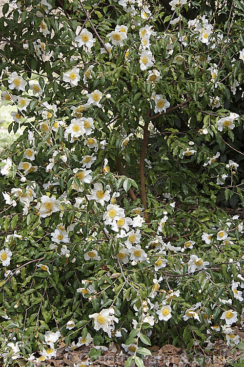 <i>Camellia yunnanensis</i>, a species from south-western China that is often seen as a shrub around 1.8m high, but which can eventually become tree-like and up to 7m tall Its flowers are large and have very conspicuous stamens. Order: Ericales, Family: Theaceae