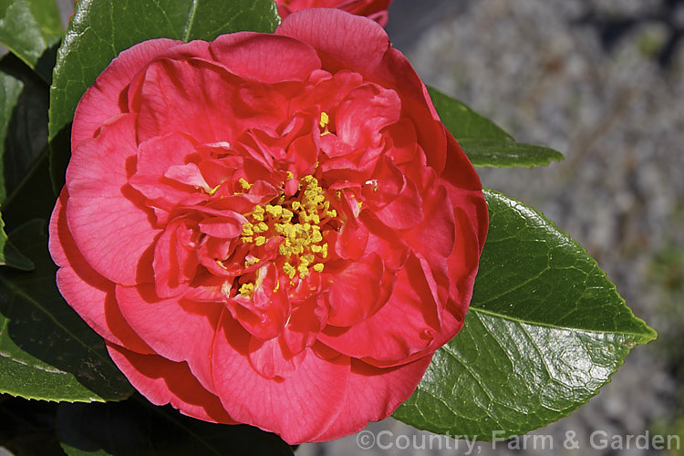 <i>Camellia</i> 'Francie L', a <i>Camellia reticulata</i> hybrid ('Buddha' x <i>Camellia saluenensis</i> Apple Blossom form</i>) introduced by Nuccio of California in 1964. The flowers are large and do not always have the semi-petaloid centre shown here. Order: Ericales, Family: Theaceae