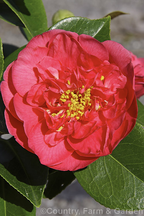 <i>Camellia</i> 'Francie L', a <i>Camellia reticulata</i> hybrid ('Buddha' x <i>Camellia saluenensis</i> Apple Blossom form</i>) introduced by Nuccio of California in 1964. The flowers are large and do not always have the semi-petaloid centre shown here. Order: Ericales, Family: Theaceae