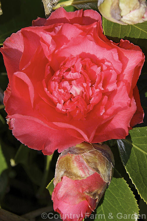 <i>Camellia</i> 'Elegans Supreme', a very large-and frilly-flowered <i>Camellia japonica</i> cultivar introduced in 1960. It is a sport of 'Elegans' and differs most obviously in its petaloid centre, which is sometimes partly variegated with white to pale pink. Order: Ericales, Family: Theaceae