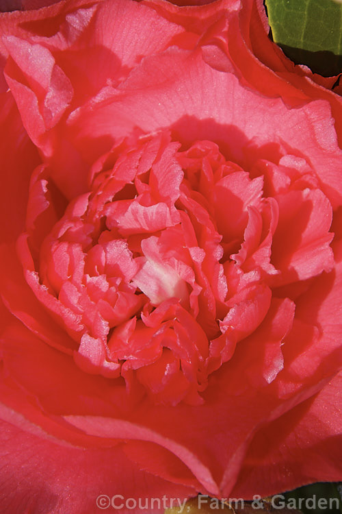 <i>Camellia</i> 'Elegans Supreme', a very large-and frilly-flowered <i>Camellia japonica</i> cultivar introduced in 1960. It is a sport of 'Elegans' and differs most obviously in its petaloid centre, which is sometimes partly variegated with white to pale pink. Order: Ericales, Family: Theaceae