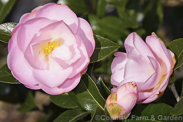 <i>Camellia</i> 'Nicky Crisp' (<i>Camellia pitardii</i> seedling), a hybrid raised in New Zealand in 1980. It is a neat, compact bush that flower over a long season. Order: Ericales, Family: Theaceae