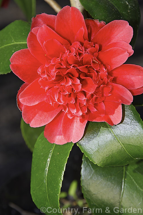 <i>Camellia</i> 'Takanini', an anemone-form double flowered <i>Camellia japonica</i> cultivar raised by Camellia. Haven of New Zealand It has a particularly long flowering season. Order: Ericales, Family: Theaceae