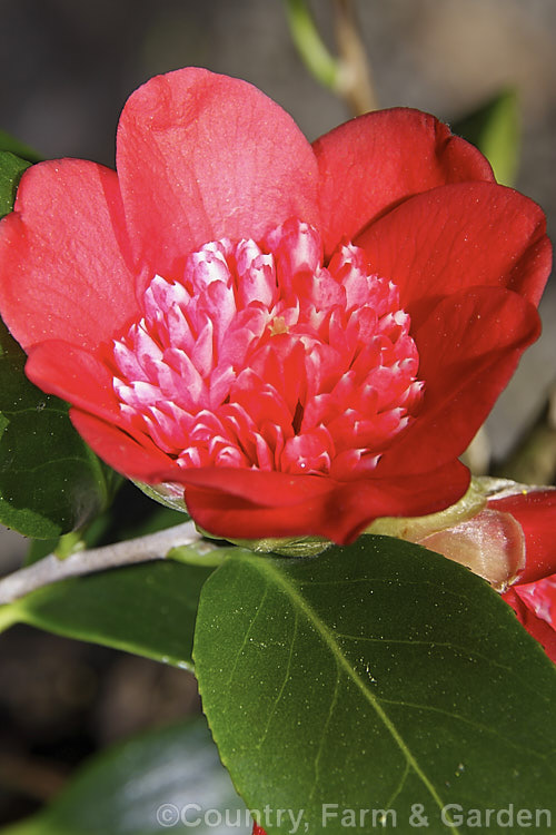 <i>Camellia</i> 'Bob's Tinsie', a Miniature introduced in 1962. It is similar in shape and size to 'Tinsie' but lacks that cultivar's white centre. Order: Ericales, Family: Theaceae