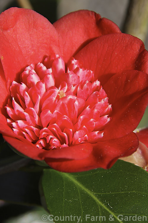 <i>Camellia</i> 'Bob's Tinsie', a Miniature introduced in 1962. It is similar in shape and size to 'Tinsie' but lacks that cultivar's white centre. Order: Ericales, Family: Theaceae