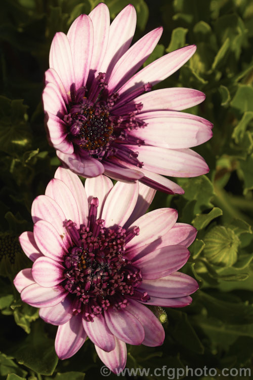 One of the many Osteospermum 3D cultivars, a style in which the some or all of the disc floret have become tubular. It flowers through the warmer months and grows to around 50cm high. osteospermum-3194htm'>Osteospermum.