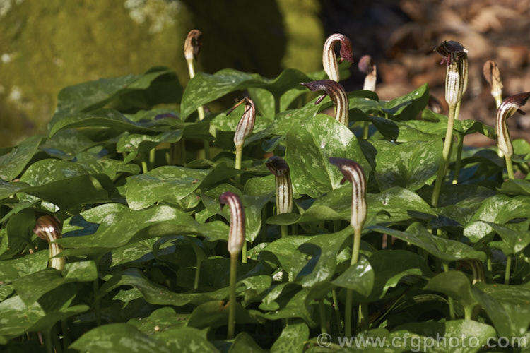 Friar's Cowl (<i>Arisarum vulgare</i>), a spring-flowering arum-like perennial found in the Mediterranean region, the Canary Islands and the Azores. In mild climates it is near-evergreen. Order: Alismatales, Family: Araceae