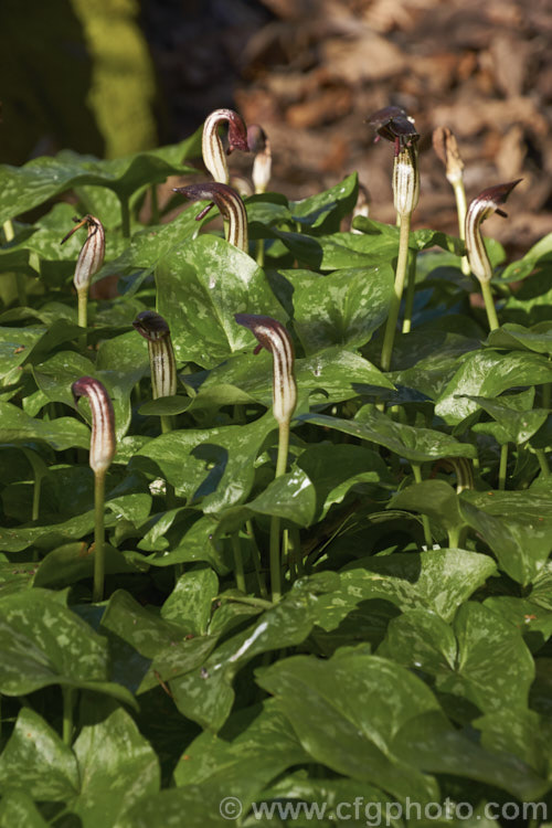 Friar's Cowl (<i>Arisarum vulgare</i>), a spring-flowering arum-like perennial found in the Mediterranean region, the Canary Islands and the Azores. In mild climates it is near-evergreen. Order: Alismatales, Family: Araceae