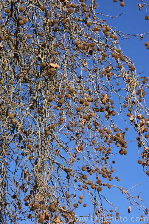 The many-seeded fruits (achenes</i>) of the London Plane (<i>Platanus x acerifolia</i>), a deciduous tree up to 50m tall It is a hybrid between the American. Platanus occidentalis and Platanus orientalis of Europe and Asia and is renowned as a city street tree that can withstand severe atmospheric pollution and growing in confined paved areas. platanus-2742htm'>Platanus. <a href='platanaceae-plant-family-photoshtml'>Platanaceae</a>.