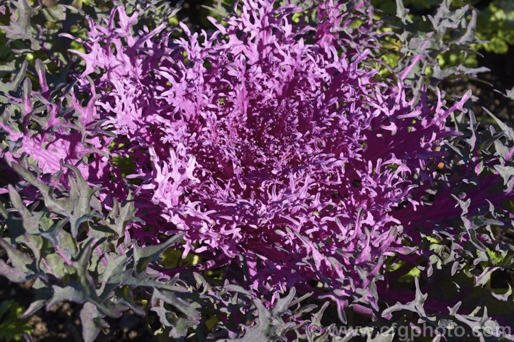 Ornamental Kale (<i>Brassica oleracea - Acephala Group</i>), a fancy form of garden kale that is grown for its coloured foliage and often treated as a hardy winter bedding plant. Order: Brassicales, Family: Brassicaceae