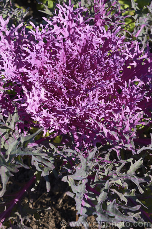 Ornamental Kale (<i>Brassica oleracea - Acephala Group</i>), a fancy form of garden kale that is grown for its coloured foliage and often treated as a hardy winter bedding plant. Order: Brassicales, Family: Brassicaceae