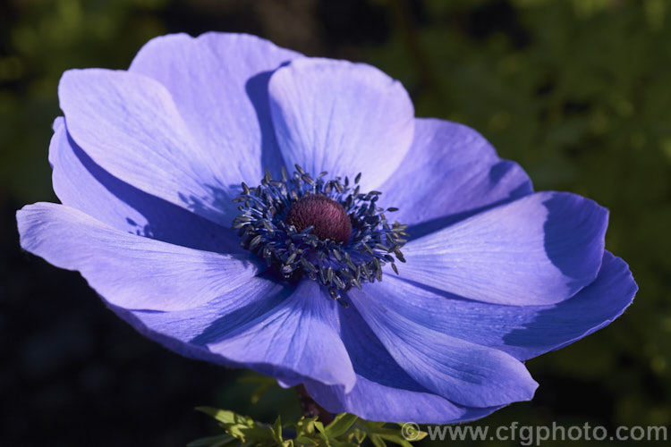 Bedding Anemone (<i>Anemone coronaria cultivar or hybrid</i>), a rhizomatous southern European perennial that has been extensively developed to produce large, fancy flowers. Many strains are grown. Order: Ranunculales, Family: Ranunculaceae