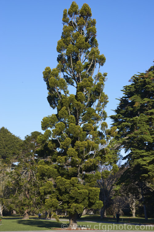 Hoop Pine or Moreton Bay Pine (<i>Araucaria cunninghamii</i>), an evergreen coniferous tree native to the east coast of Australia. A variety also occurs in New Guinea. When mature, it is similar to the Norfolk Island Pine (<i>Araucaria heterophylla</i>) but it does not have the rigidly symmetrical juvenile habit of A heterophylla. Visible behind and to the left of the Hoop. Pine is a Bunya Bunya (<i>Araucaria bidwillii</i>), anotherAustralian member of the genus. Order: Pinales, Family: Araucariaceae