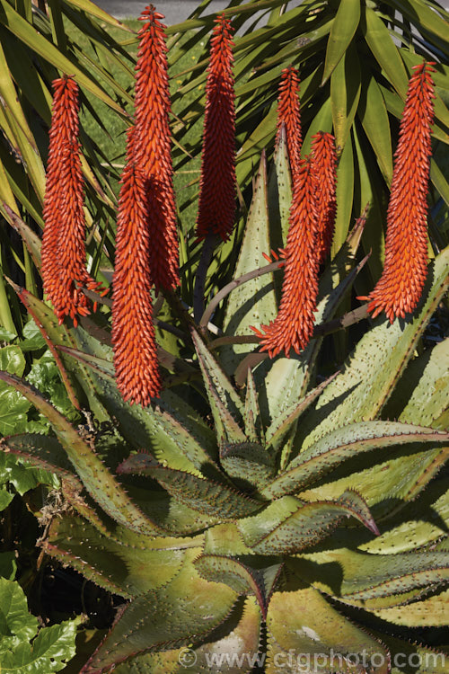 Cape. Aloe or Fierce. Aloe (<i>Aloe ferox</i>), a winter-flowering woody-stemmed perennial native to the Cape. Province of South Africa. The main trunk can be up to 3m tall In addition to having spine-tipped edges, the succulent foliage is studded with spines, though the extent of this is variable. Order: Asparagales, Family: Asphodelaceae