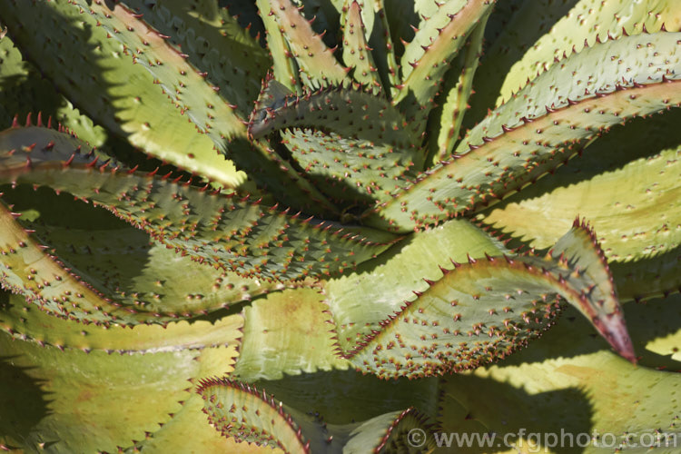 Cape. Aloe or Fierce. Aloe (<i>Aloe ferox</i>), a winter-flowering woody-stemmed perennial native to the Cape. Province of South Africa. The main trunk can be up to 3m tall In addition to having spine-tipped edges, the succulent foliage is studded with spines, though the extent of this is variable. Order: Asparagales, Family: Asphodelaceae