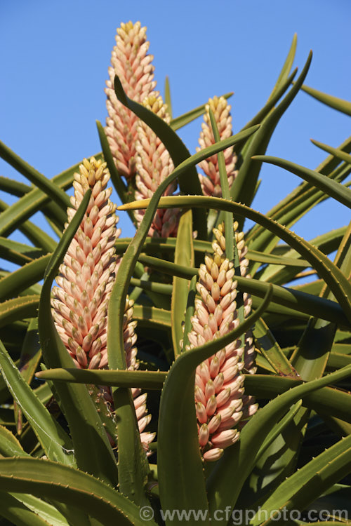 The developing flowerheads of Aloidendron barberae (syns. Aloidendron bainesii, Aloe bainesii</i>), a tree-like aloe native to South Africa, Swaziland and Mozambique. It can reach 18m tall, with sturdy branches, leaves to 90cm long and inflorescences of green-tipped pink to deep reddish pink flowers in winter. aloidendron-3660htm'>Aloidendron.