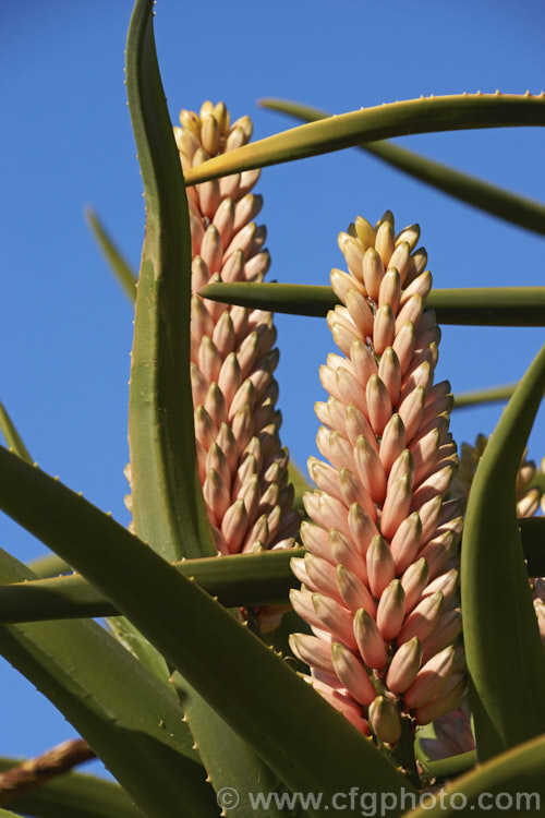 The developing flowerheads of Aloidendron barberae (syns. Aloidendron bainesii, Aloe bainesii</i>), a tree-like aloe native to South Africa, Swaziland and Mozambique. It can reach 18m tall, with sturdy branches, leaves to 90cm long and inflorescences of green-tipped pink to deep reddish pink flowers in winter. aloidendron-3660htm'>Aloidendron.