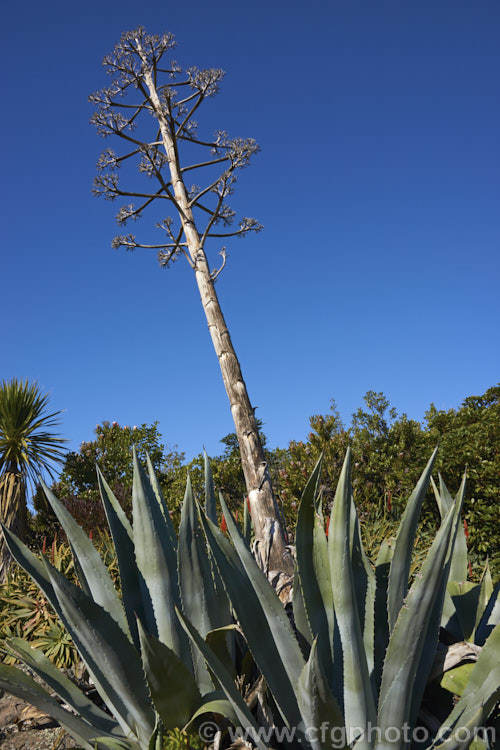 The dry, dead flower stem of a Century Plant (<i>Agave americana</i>), a large monocarpic succulent native to eastern Mexico. The thick fleshy leaves are edged with fierce teeth and the flower spike can grow to over 6m tall Although given the name Century Plant because it was thought to flower once in a hundred years, the rosettes actually take around 8-15 years to mature to flowering size, after which they die, to be replaced by suckers. Order: Asparagales, Family: Asparagaceae