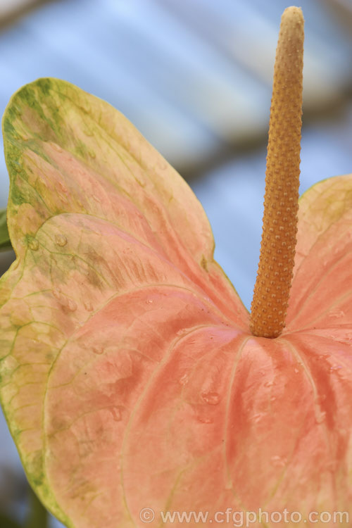 The flowerhead of Anthurium andraeanum 'Sarah', one of the many cultivars of the Flamingo. Flower, an epiphytic perennial native to Colombia and Ecuador that is often grown as a house plant 'Sarah' has especially large multi-coloured pastel spathes on tall stems. This photo shows the flowerhead when the many minute flowerheads on the spadix are open, ready to be pollinated. anthurium-2027htm'>Anthurium.