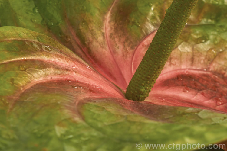 The flowerhead of Anthurium andraeanum 'Sarah', one of the many cultivars of the Flamingo. Flower, an epiphytic perennial native to Colombia and Ecuador that is often grown as a house plant 'Sarah' has especially large multi-coloured pastel spathes on tall stems. This photo shows the flowerhead when the many minute flowerheads on the spadix have been fertilised but are yet to develop into fruit. anthurium-2027htm'>Anthurium.