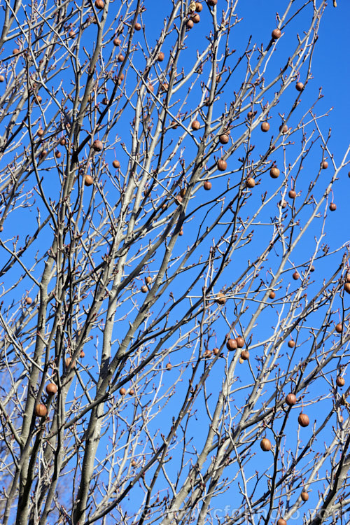 Dove. Tree, Ghost. Tree or Handkerchief. Tree (<i>Davidia involucrata</i>) in winter, with fruits. This deciduous tree is native to southwest China. It grows to around 20m tall and its spring-borne flowers are backed by pairs of large white bracts that are followed by the brown fruits shown here. davidia-2679htm'>Davidia. <a href='nyssaceae-plant-family-photoshtml'>Nyssaceae</a>.