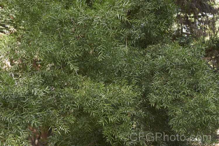 Common Yellowwood, African Fern Pine of Weeping Yew (<i>Afrocarpus falcatus [syn. <i>Podocarpus falcatus</i>]), an evergreen, 25-60m tall coniferous tree found in the mountains of southern Africa. It has large leaves for a conifer, flaking bark and produces fleshy drupes that are eaten by bats and birds that distribute the seeds. Order: Araucariales, Family: Podocarpaceae