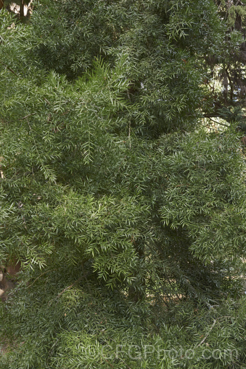 Common Yellowwood, African Fern Pine of Weeping Yew (<i>Afrocarpus falcatus [syn. <i>Podocarpus falcatus</i>]), an evergreen, 25-60m tall coniferous tree found in the mountains of southern Africa. It has large leaves for a conifer, flaking bark and produces fleshy drupes that are eaten by bats and birds that distribute the seeds. Order: Araucariales, Family: Podocarpaceae