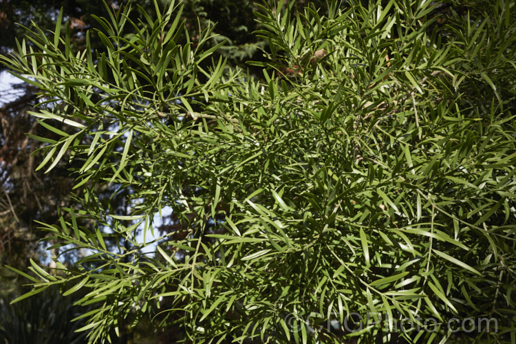 Common Yellowwood, African Fern Pine of Weeping Yew (<i>Afrocarpus falcatus [syn. <i>Podocarpus falcatus</i>]), an evergreen, 25-60m tall coniferous tree found in the mountains of southern Africa. It has large leaves for a conifer, flaking bark and produces fleshy drupes that are eaten by bats and birds that distribute the seeds. Order: Araucariales, Family: Podocarpaceae