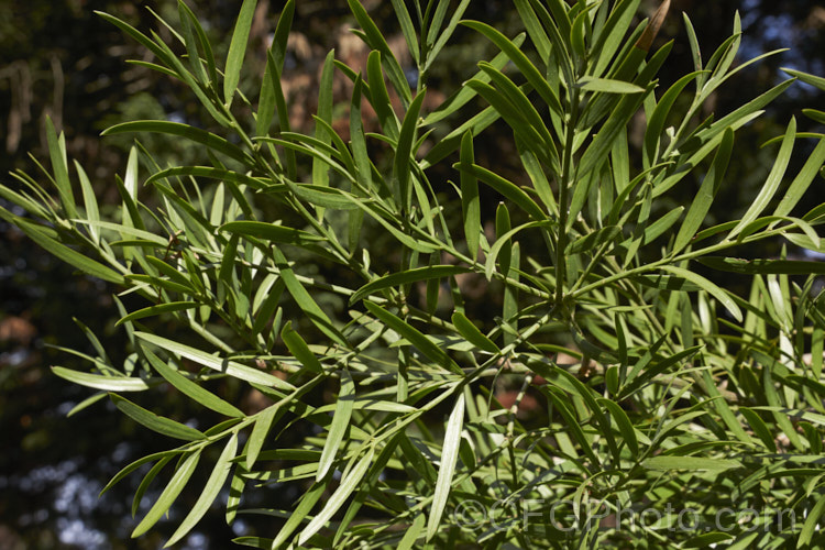 Common Yellowwood, African Fern Pine of Weeping Yew (<i>Afrocarpus falcatus [syn. <i>Podocarpus falcatus</i>]), an evergreen, 25-60m tall coniferous tree found in the mountains of southern Africa. It has large leaves for a conifer, flaking bark and produces fleshy drupes that are eaten by bats and birds that distribute the seeds. Order: Araucariales, Family: Podocarpaceae