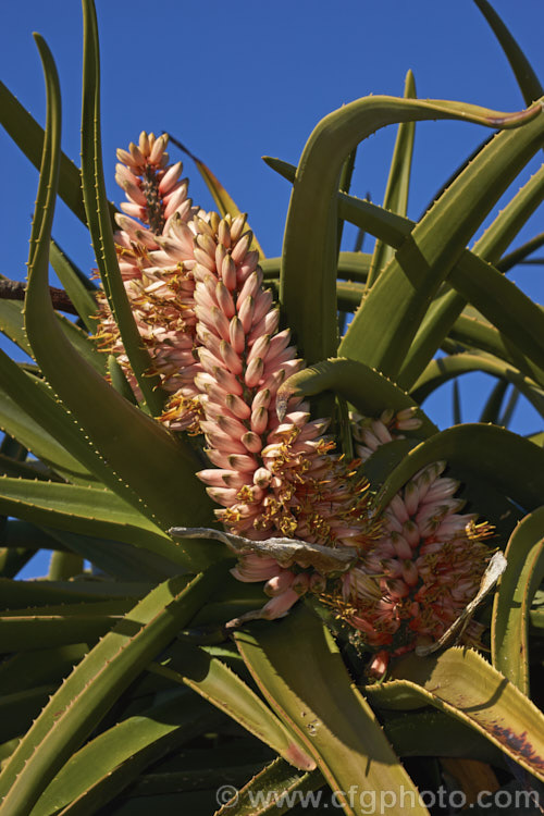 The flowers of Aloidendron barberae (syns. Aloidendron bainesii, Aloe bainesii</i>), a tree-like aloe native to South Africa, Swaziland and Mozambique. It can reach 18m tall, with sturdy branches, leaves to 90cm long and inflorescences of green-tipped pink to deep reddish pink flowers in winter. aloidendron-3660htm'>Aloidendron.