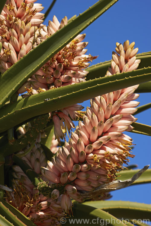 The flowers of Aloidendron barberae (syns. Aloidendron bainesii, Aloe bainesii</i>), a tree-like aloe native to South Africa, Swaziland and Mozambique. It can reach 18m tall, with sturdy branches, leaves to 90cm long and inflorescences of green-tipped pink to deep reddish pink flowers in winter. aloidendron-3660htm'>Aloidendron.