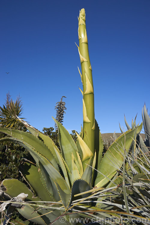 <i>Agave chrysantha</i>, a rosette-forming succulent native to Arizona. The grey-green, spine-edged leaves are up to 75cm long and the flower stems can grow to 7m tall. The yellow flowers open from mid-summer. Order: Asparagales, Family: Asparagaceae