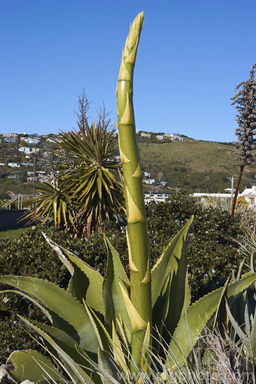 <i>Agave chrysantha</i>, a rosette-forming succulent native to Arizona. The grey-green, spine-edged leaves are up to 75cm long and the flower stems can grow to 7m tall. The yellow flowers open from mid-summer. Order: Asparagales, Family: Asparagaceae