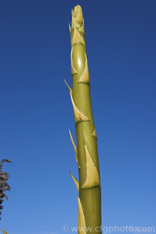 The developing flower spike of <i>Agave chrysantha</i>, a rosette-forming succulent native to Arizona. The grey-green, spine-edged leaves are up to 75cm long and the flower stems can grow to 7m tall. The yellow flowers open from mid-summer. Order: Asparagales, Family: Asparagaceae