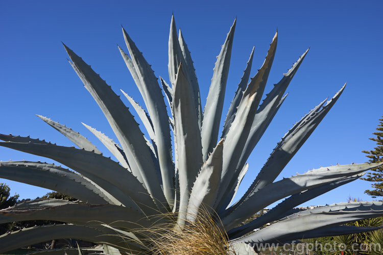 Century Plant (<i>Agave americana</i>), a large monocarpic succulent native to eastern Mexico. The thick fleshy leaves are edged with fierce teeth and the flower spike can grow to over 6m tall Although given the name Century Plant because it was thought to flower once in a hundred years, the rosettes actually take around 8-15 years to mature to flowering size, after which they die, to be replaced by suckers. Order: Asparagales, Family: Asparagaceae