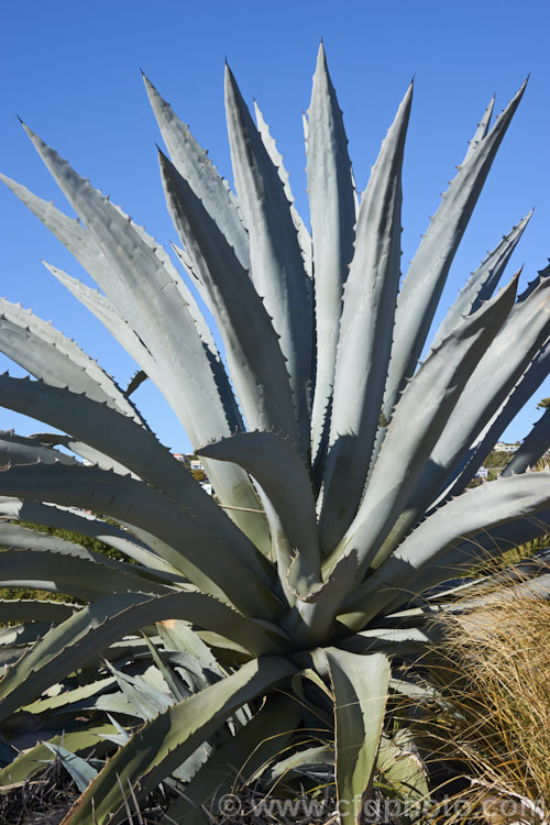 Century Plant (<i>Agave americana</i>), a large monocarpic succulent native to eastern Mexico. The thick fleshy leaves are edged with fierce teeth and the flower spike can grow to over 6m tall Although given the name Century Plant because it was thought to flower once in a hundred years, the rosettes actually take around 8-15 years to mature to flowering size, after which they die, to be replaced by suckers. Order: Asparagales, Family: Asparagaceae